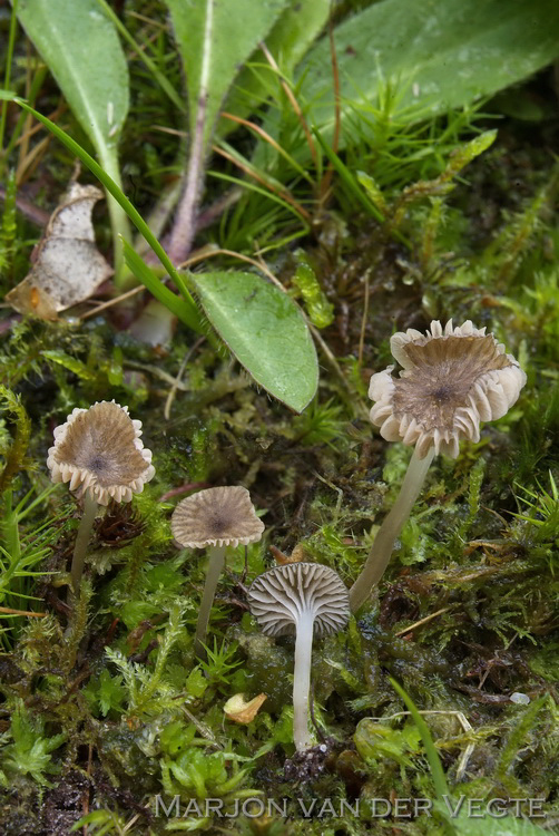 Pijpenstrosatijnzwam - Entoloma moliniophilum